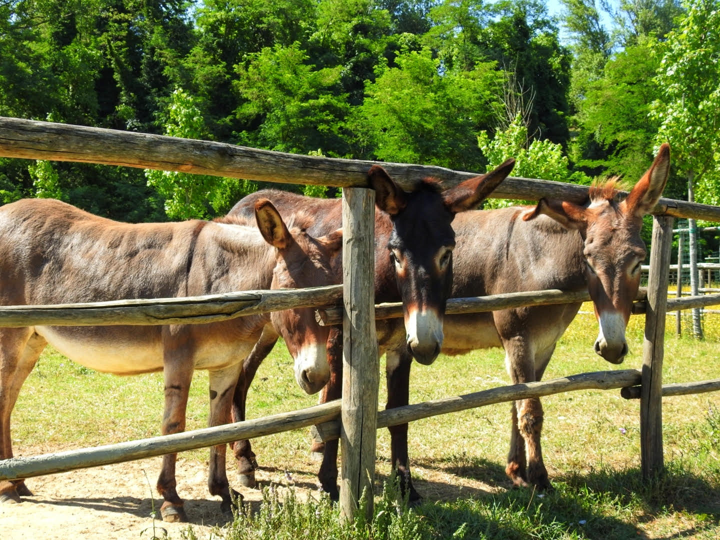 Guided Tours of Florence