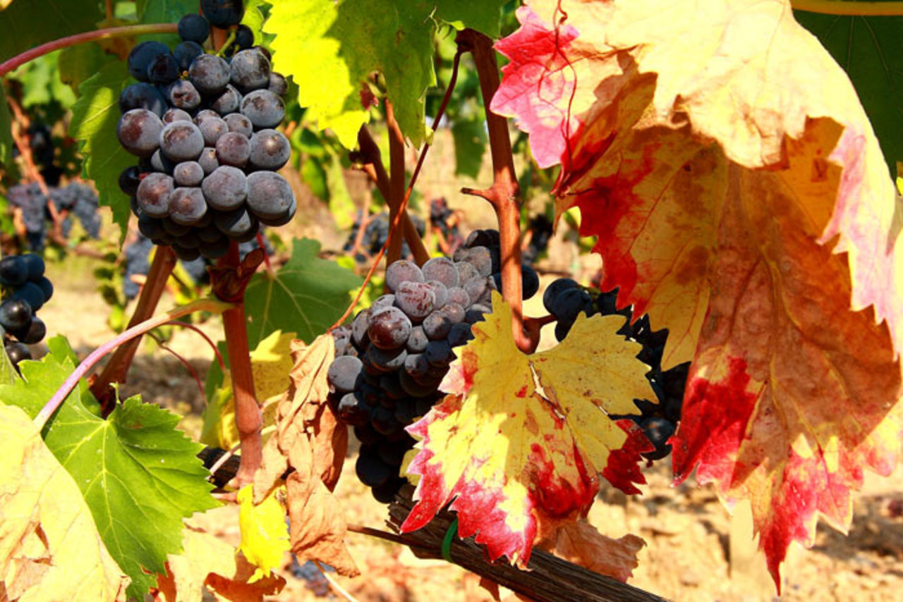 Tour Privato del Chianti